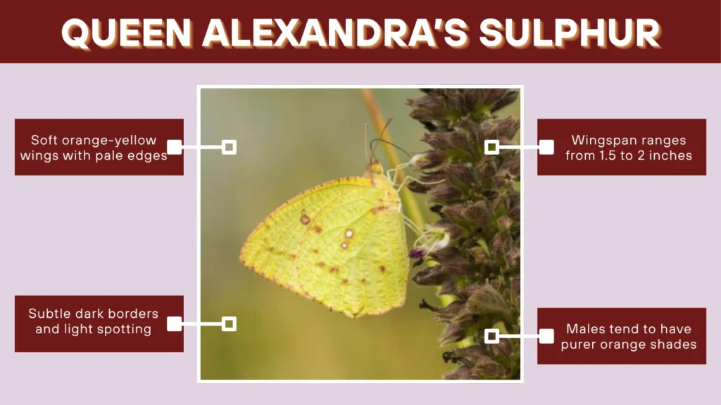 Queen Alexandra’s Sulphur