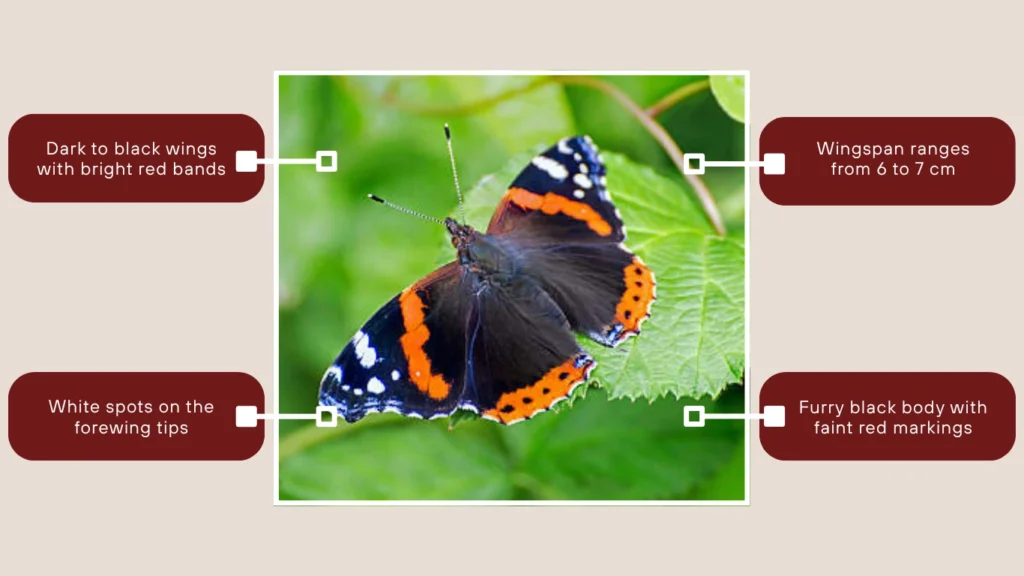 Red Admiral