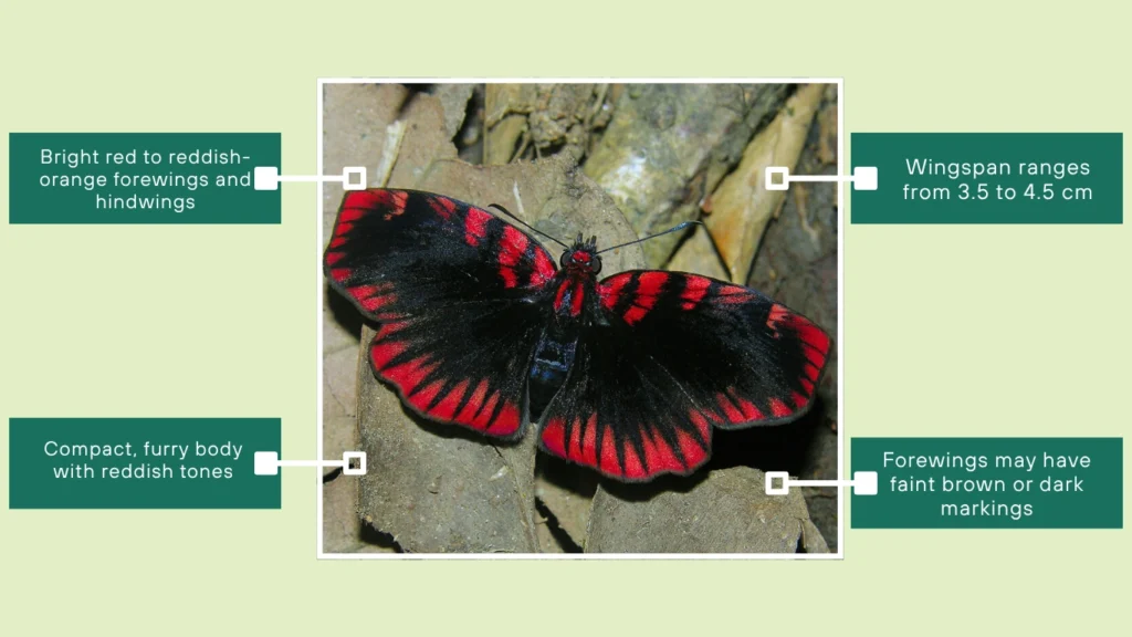Red Skipper