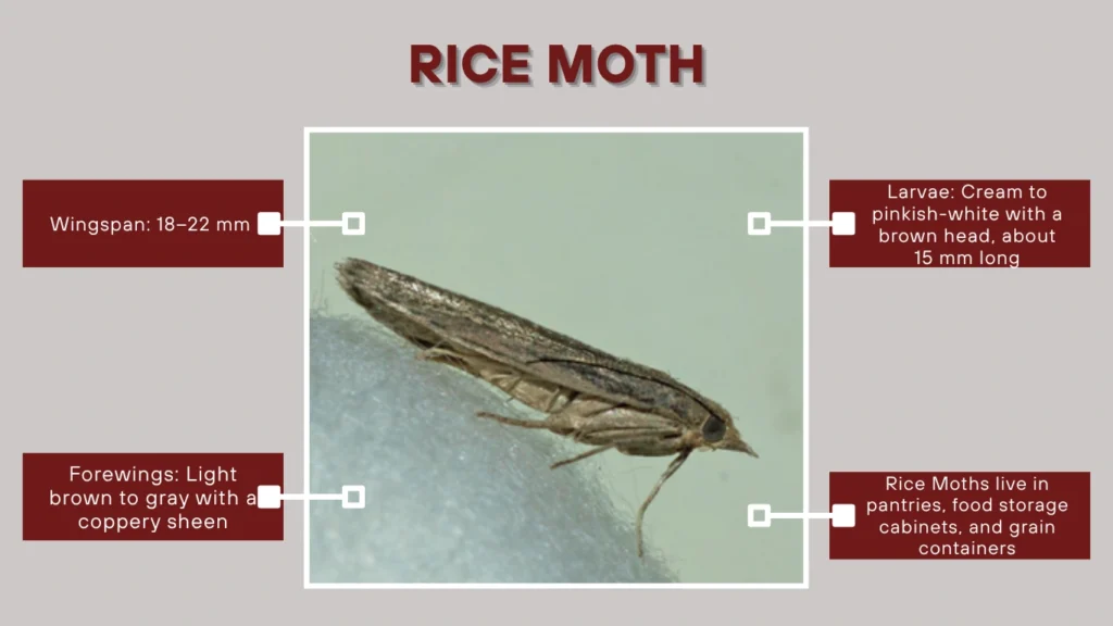 Rice Moth
