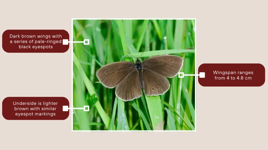 Ringlet Butterfly