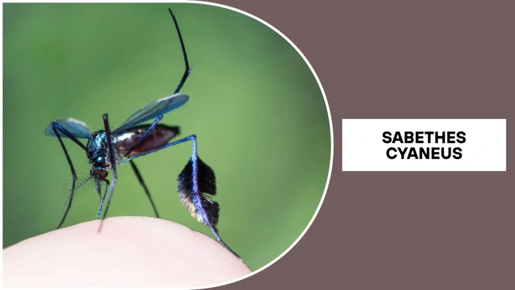 Sabethes cyaneus