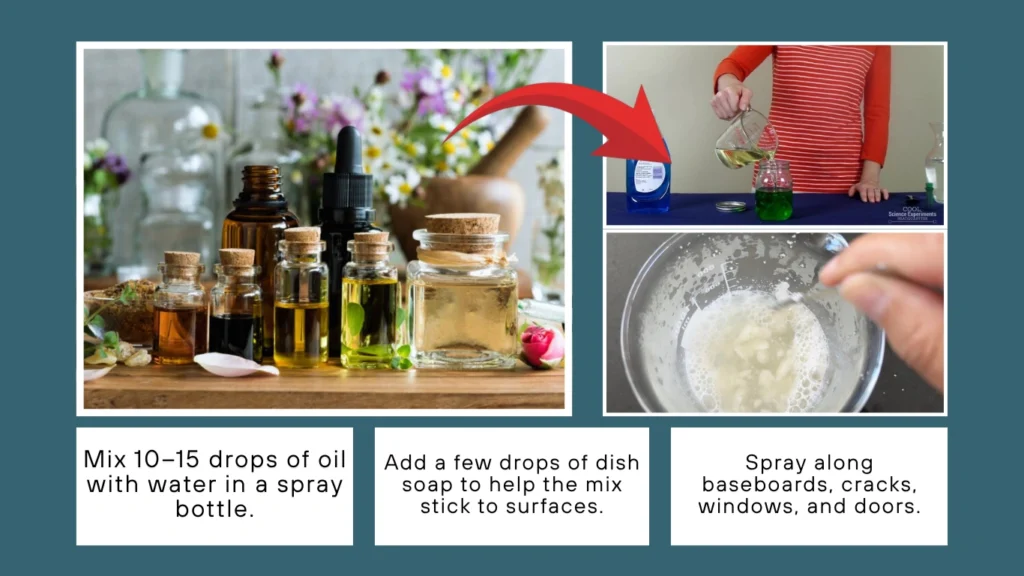 Seal Entry Points + Use Essential Oil Spray