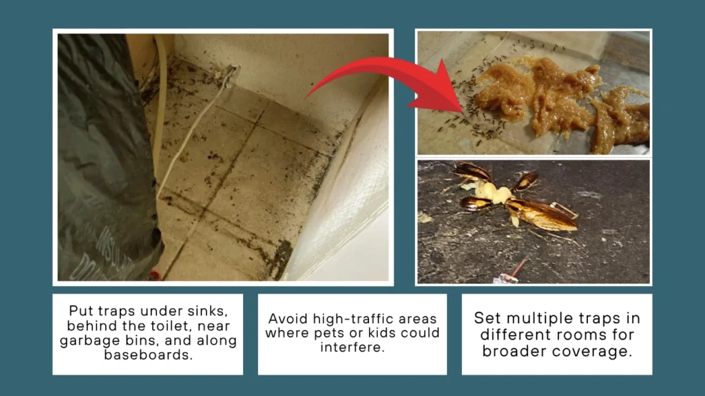 Set Roach Traps in Hotspots