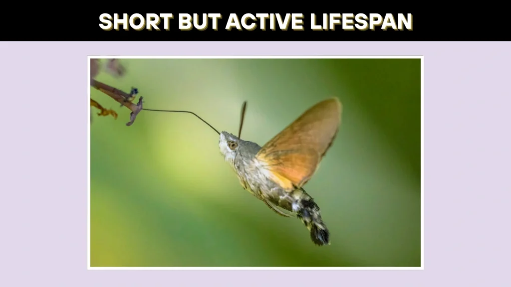 Short but Active Lifespan