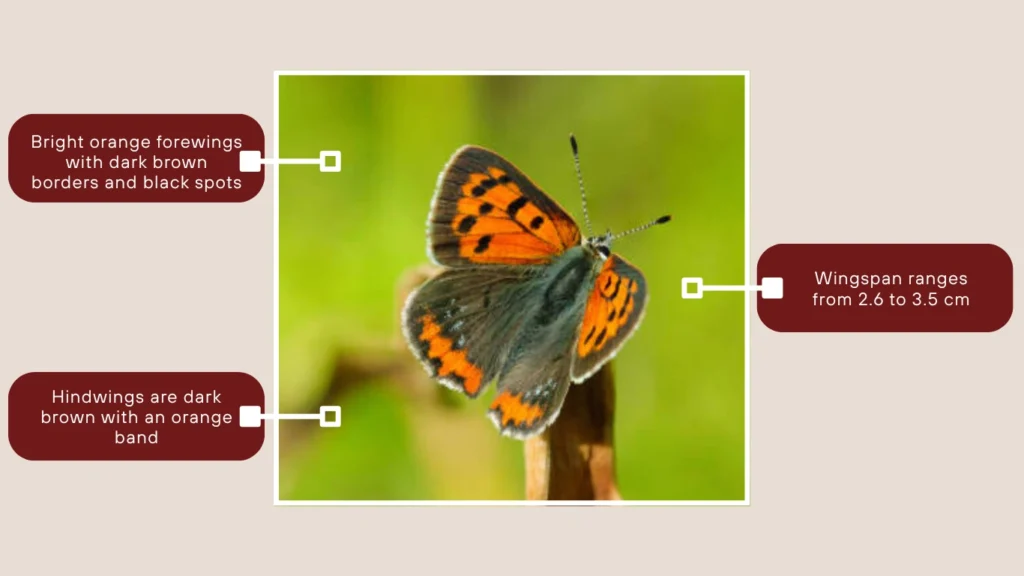 Small Copper Butterfly