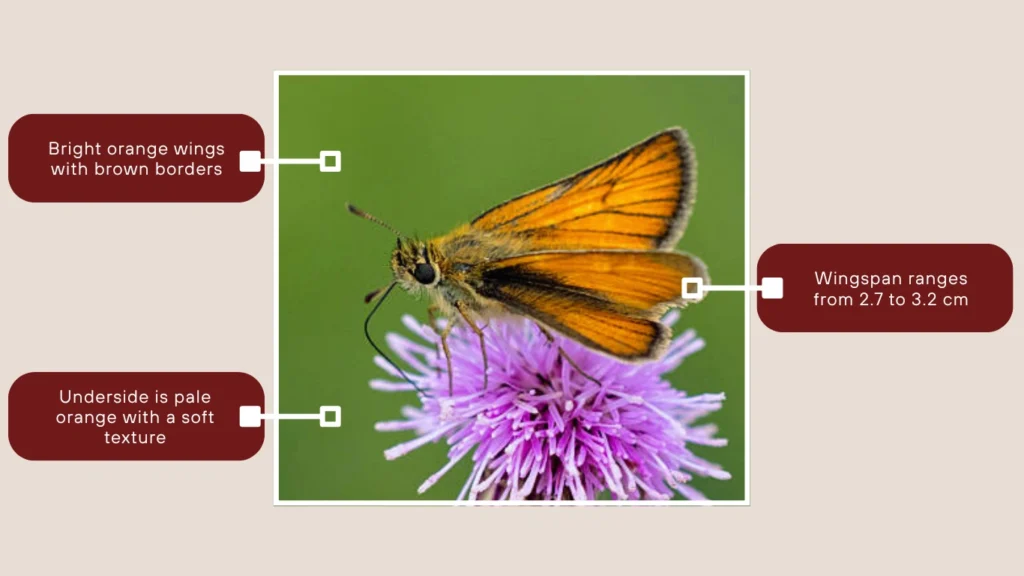 Small Skipper Butterfly