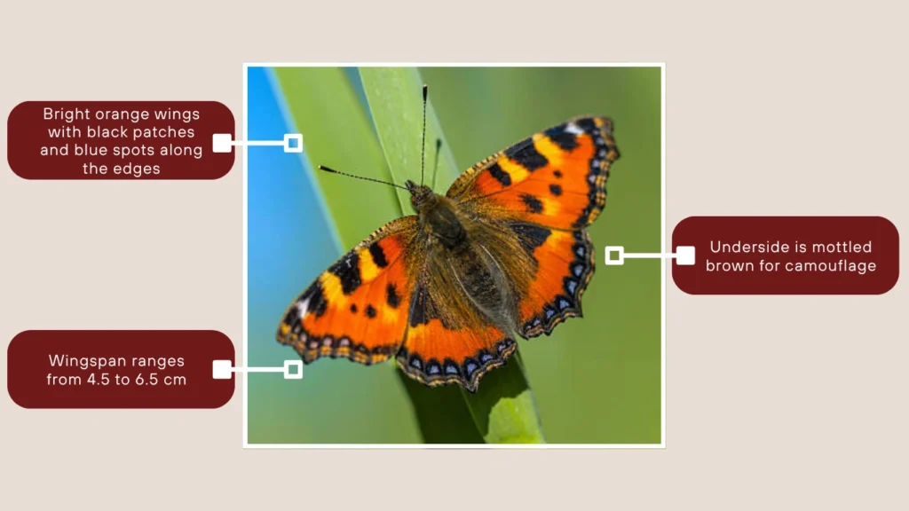 Small Tortoiseshell Butterfly