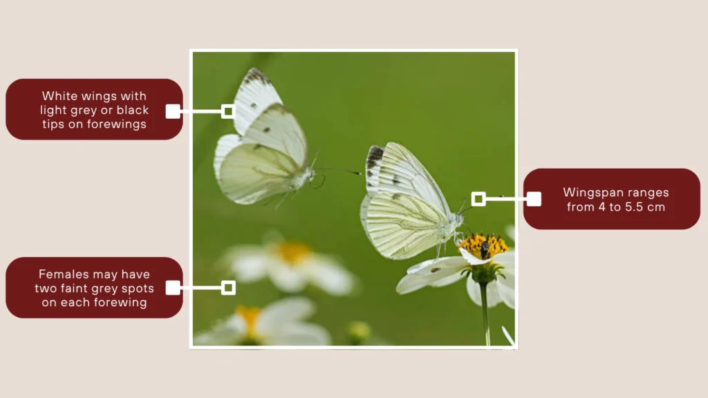 Small White Butterfly