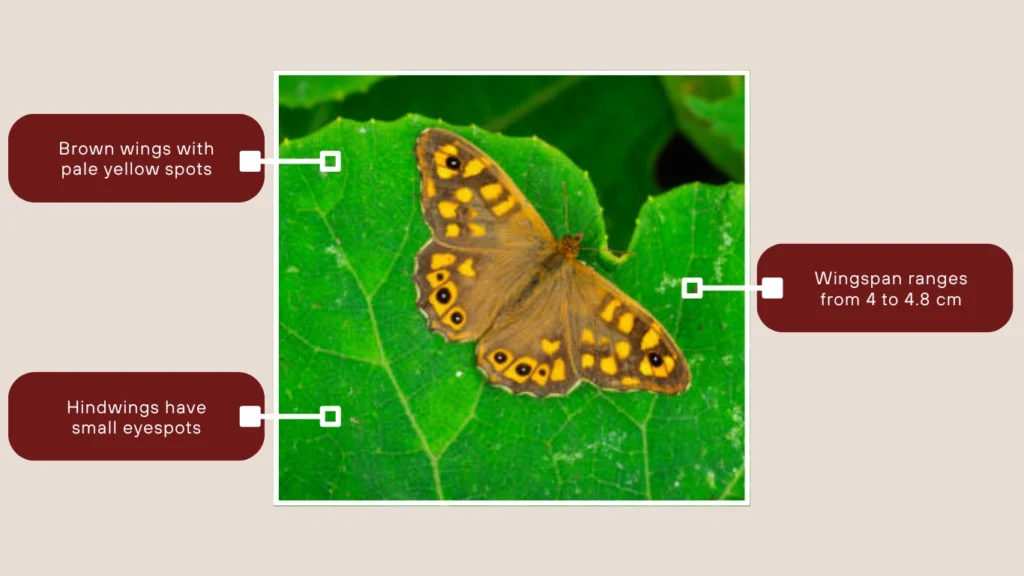 Speckled Wood Butterfly