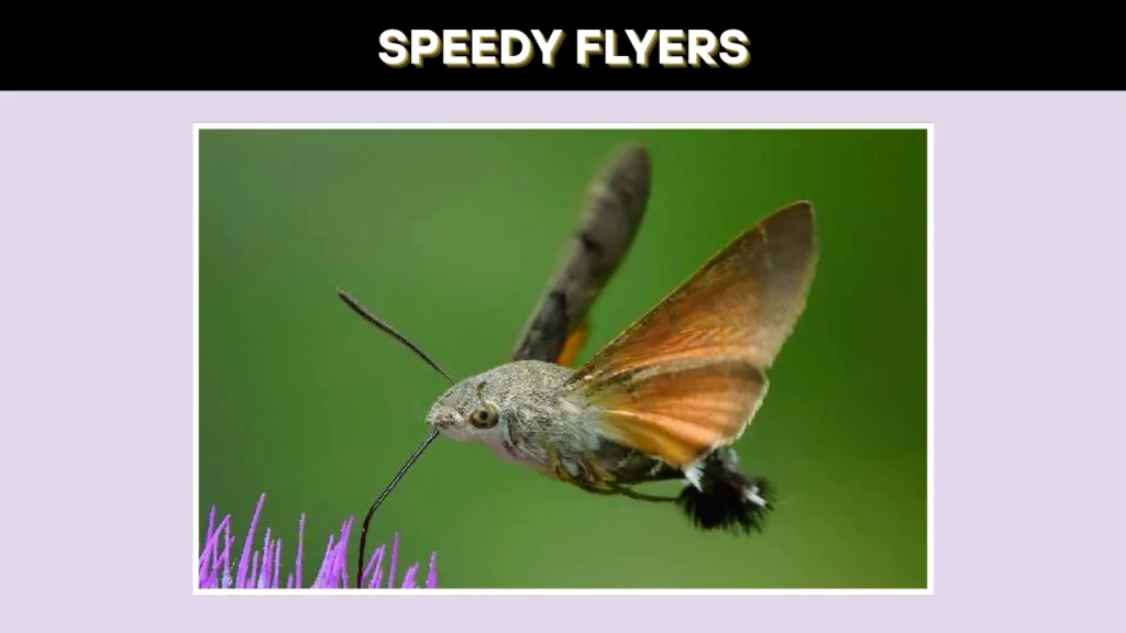 Hummingbird Moths Speedy Flyers