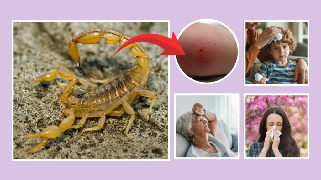 Stripe-Tailed Scorpion Sting and Venom