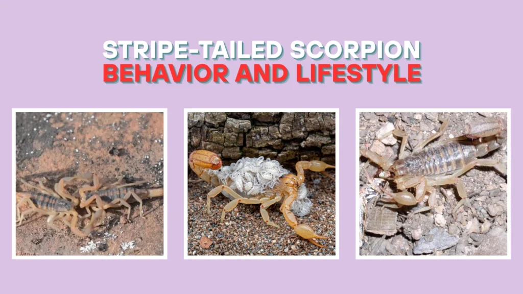 Stripe-Tailed Scorpion Behavior and Lifestyle
