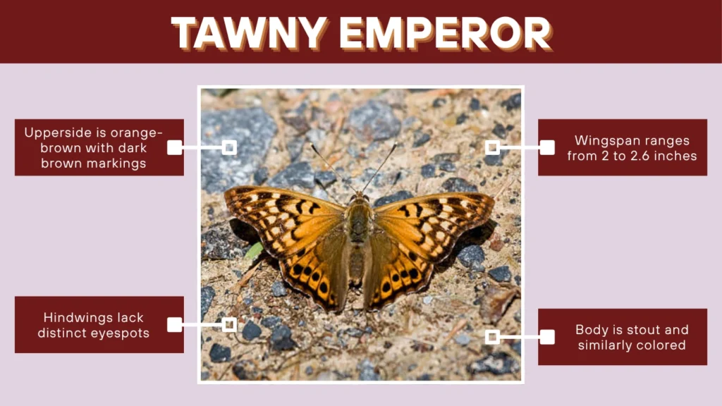 Tawny Emperor