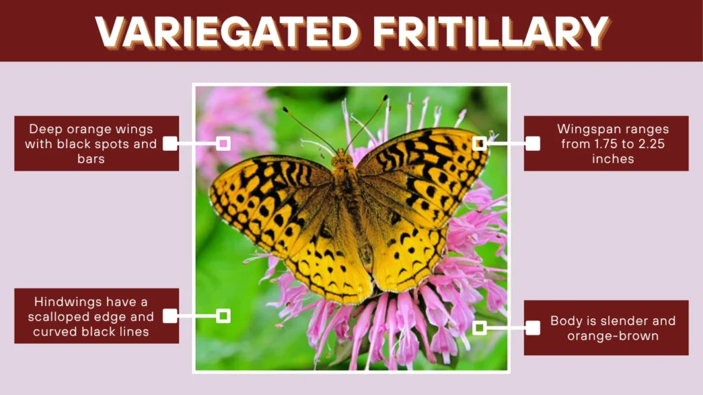 Variegated Fritillary