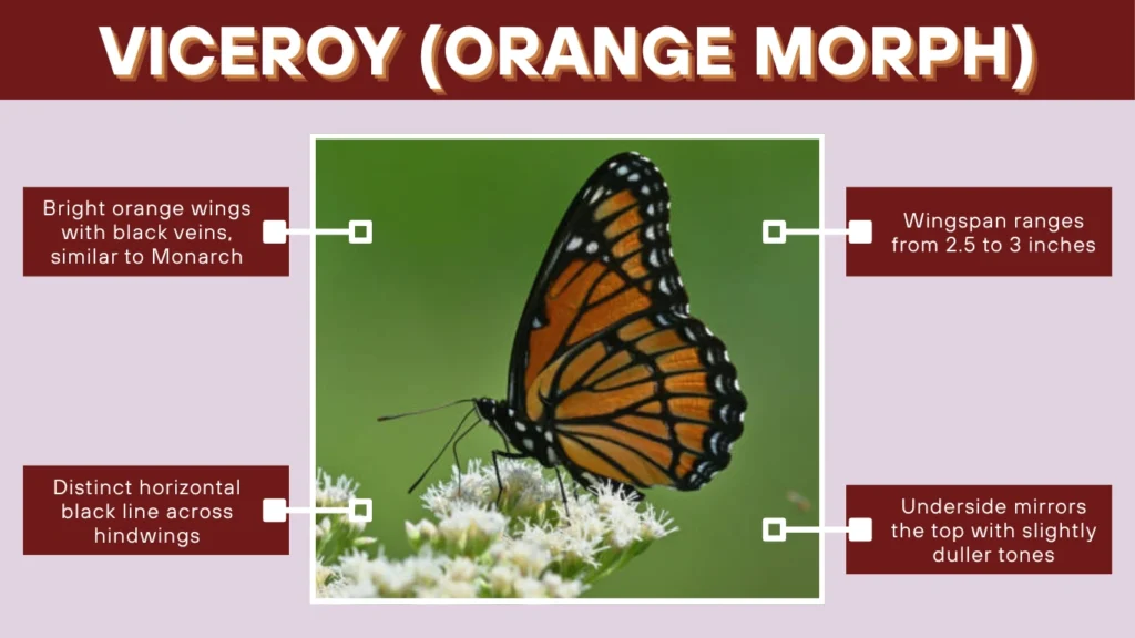 Viceroy (Orange Morph)