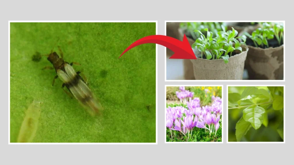 What attracts thrips to certain plants