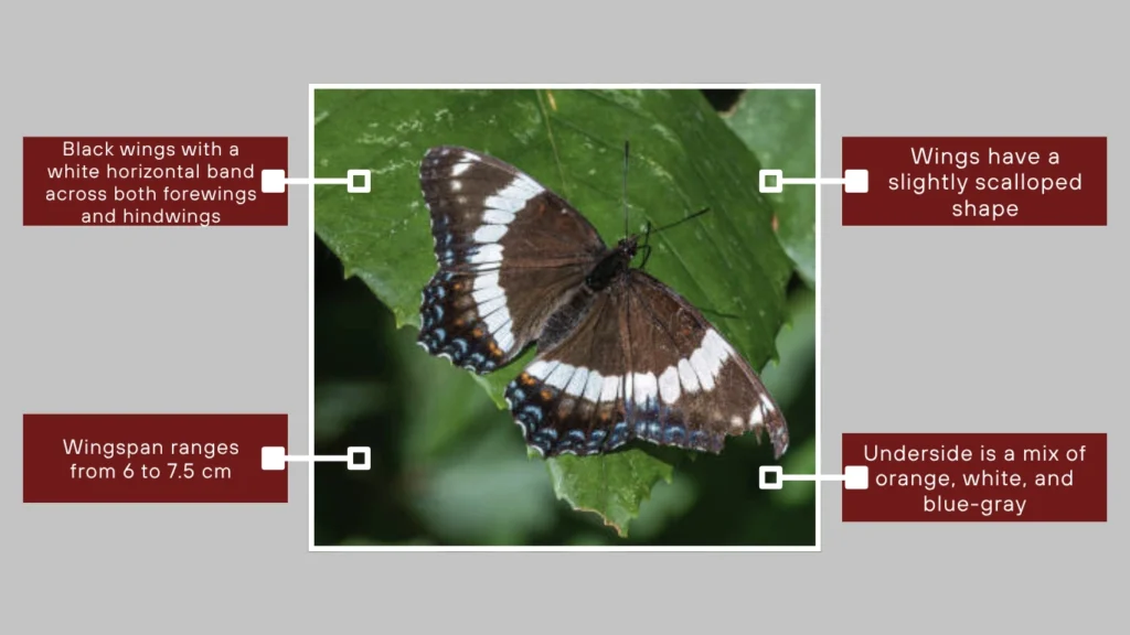 White Admiral