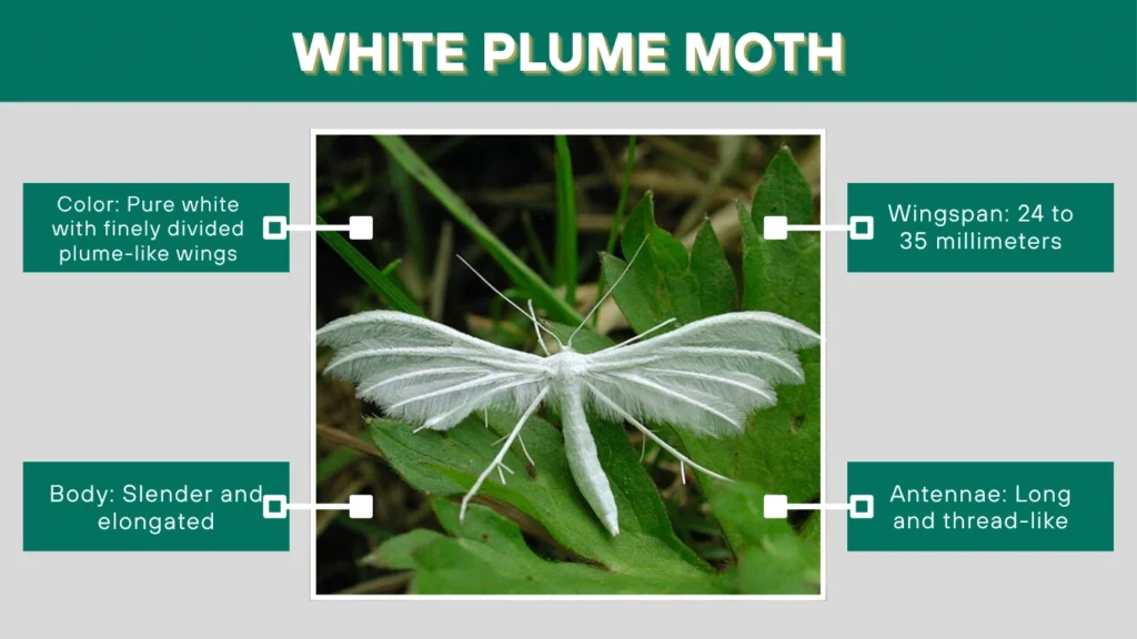 White Plume Moth