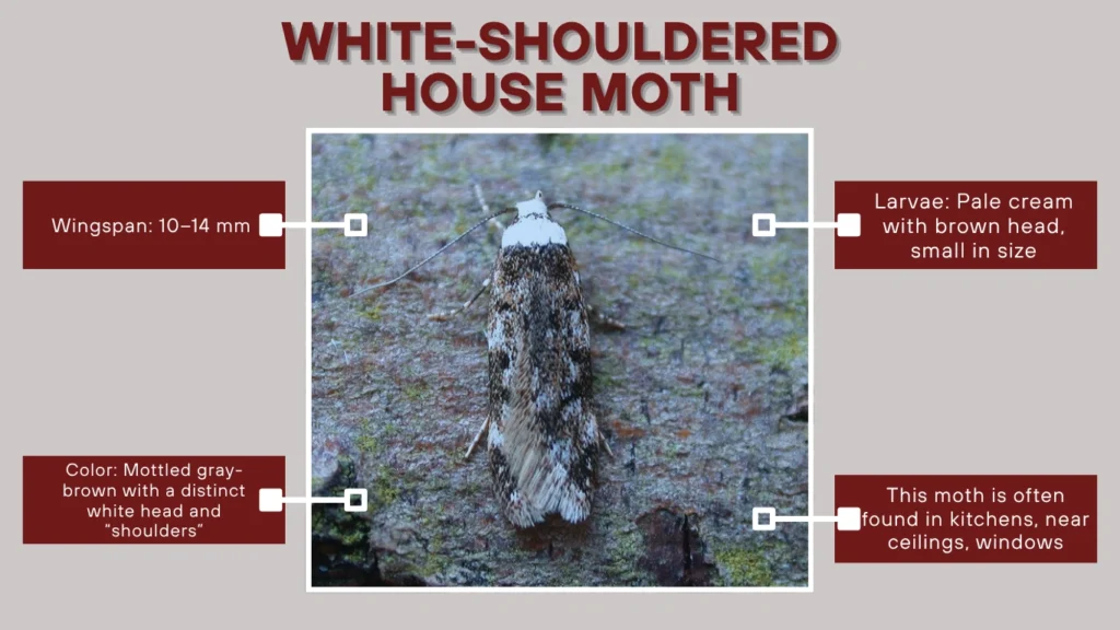 White-Shouldered House Moth