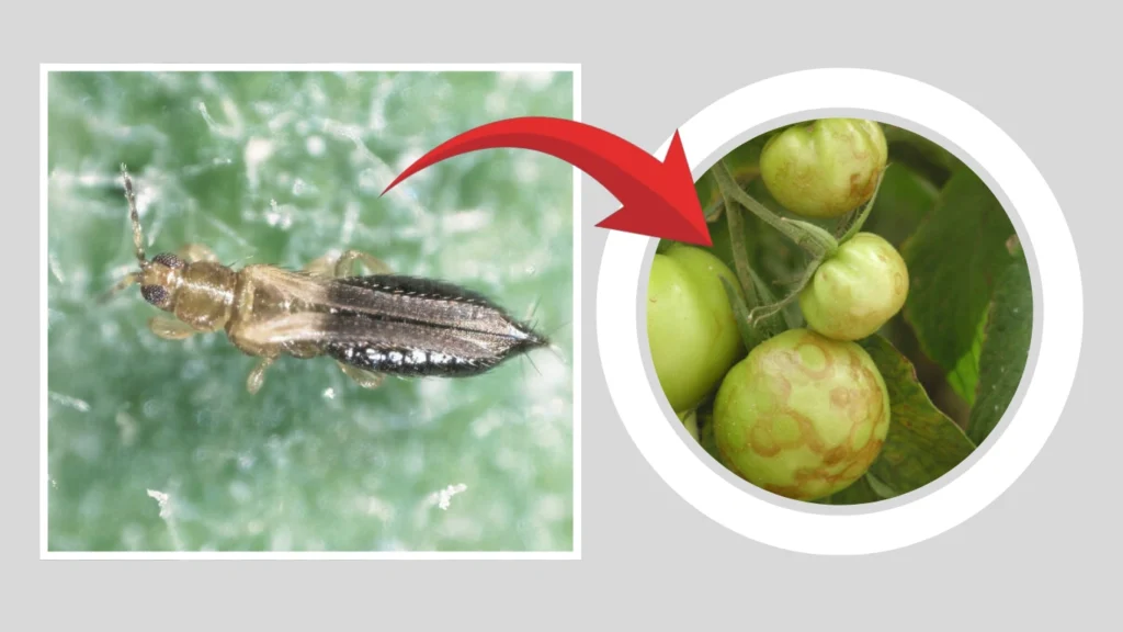 Why You Should Act Quickly