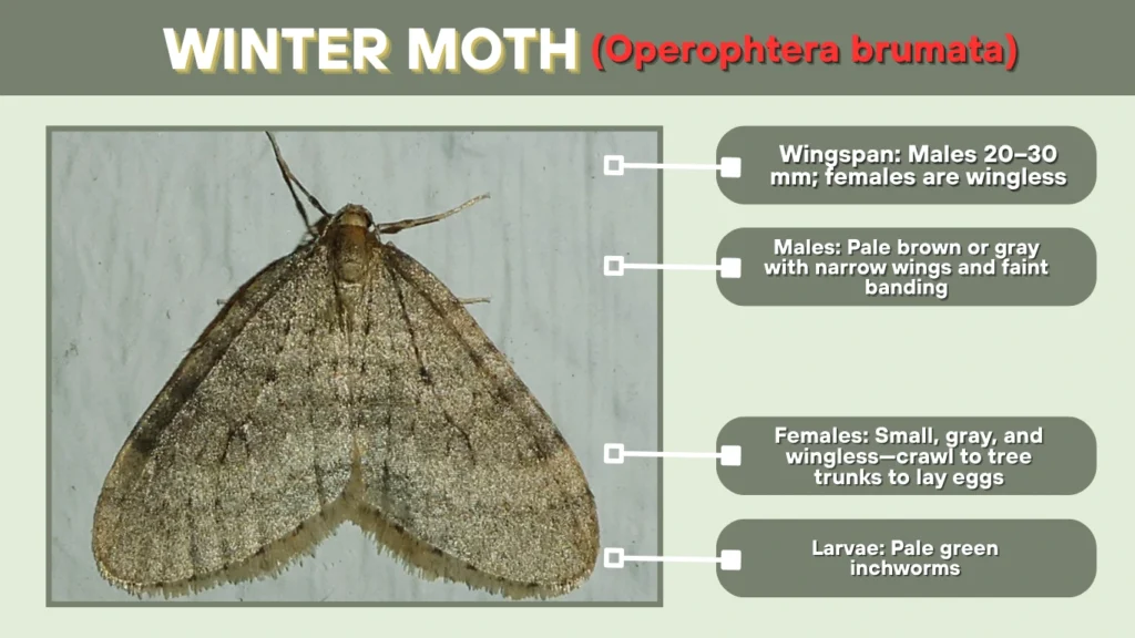 Winter Moth (Operophtera brumata)