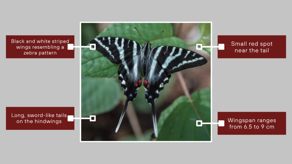 Zebra Swallowtail