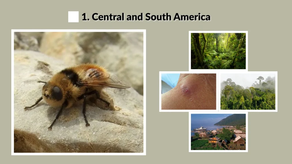 1. Central and South America