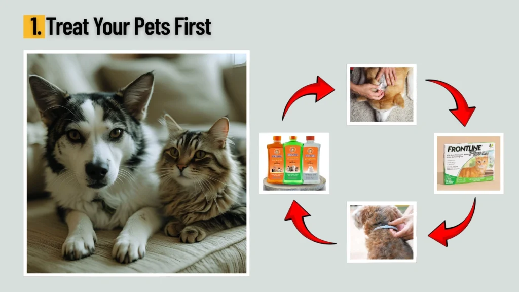 1. Treat Your Pets First