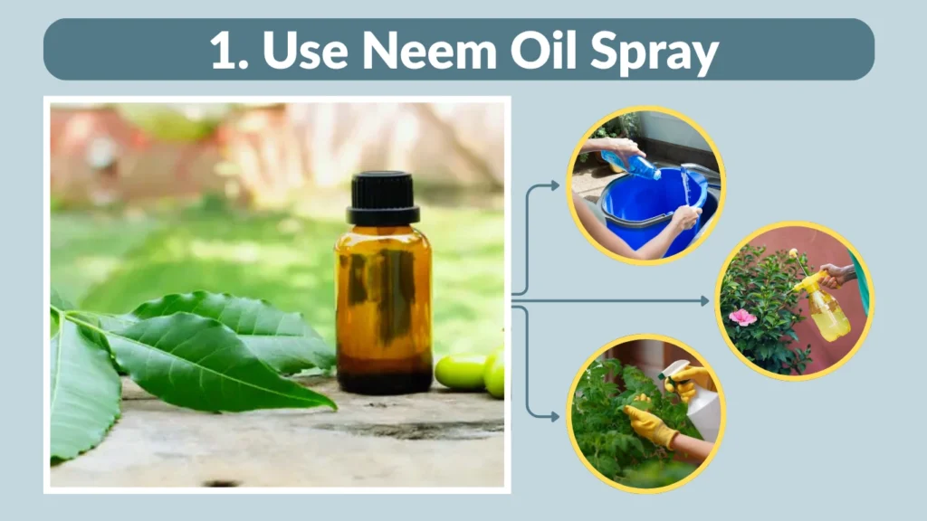1. Use Neem Oil Spray