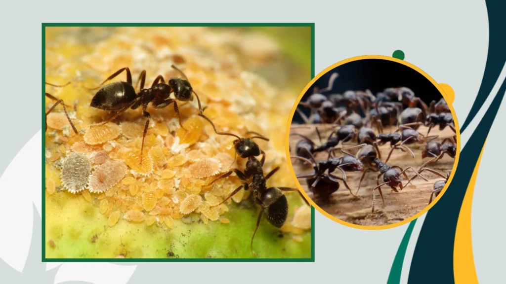 10. Are black garden ants harmful