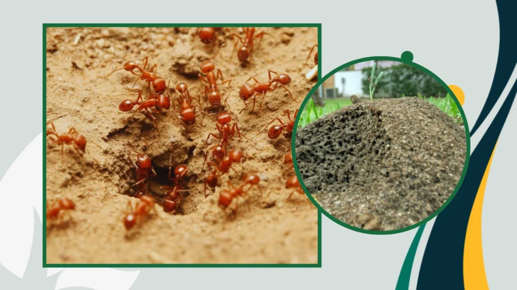11. Where do fire ants live