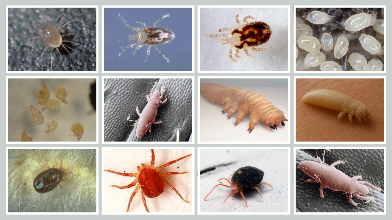 15 Types of Mites Found in Houses Identification With Picture