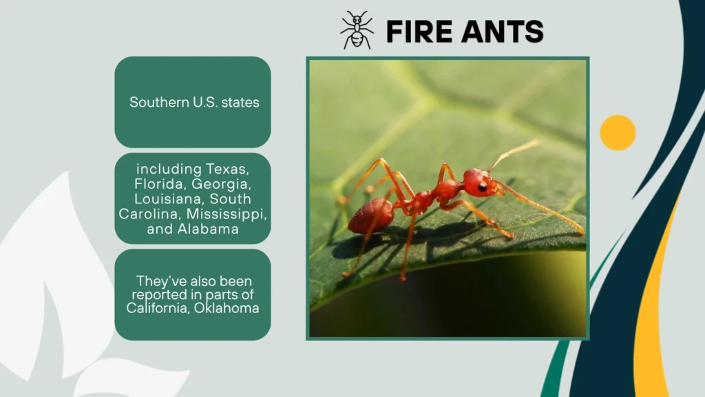 15. What states have fire ants