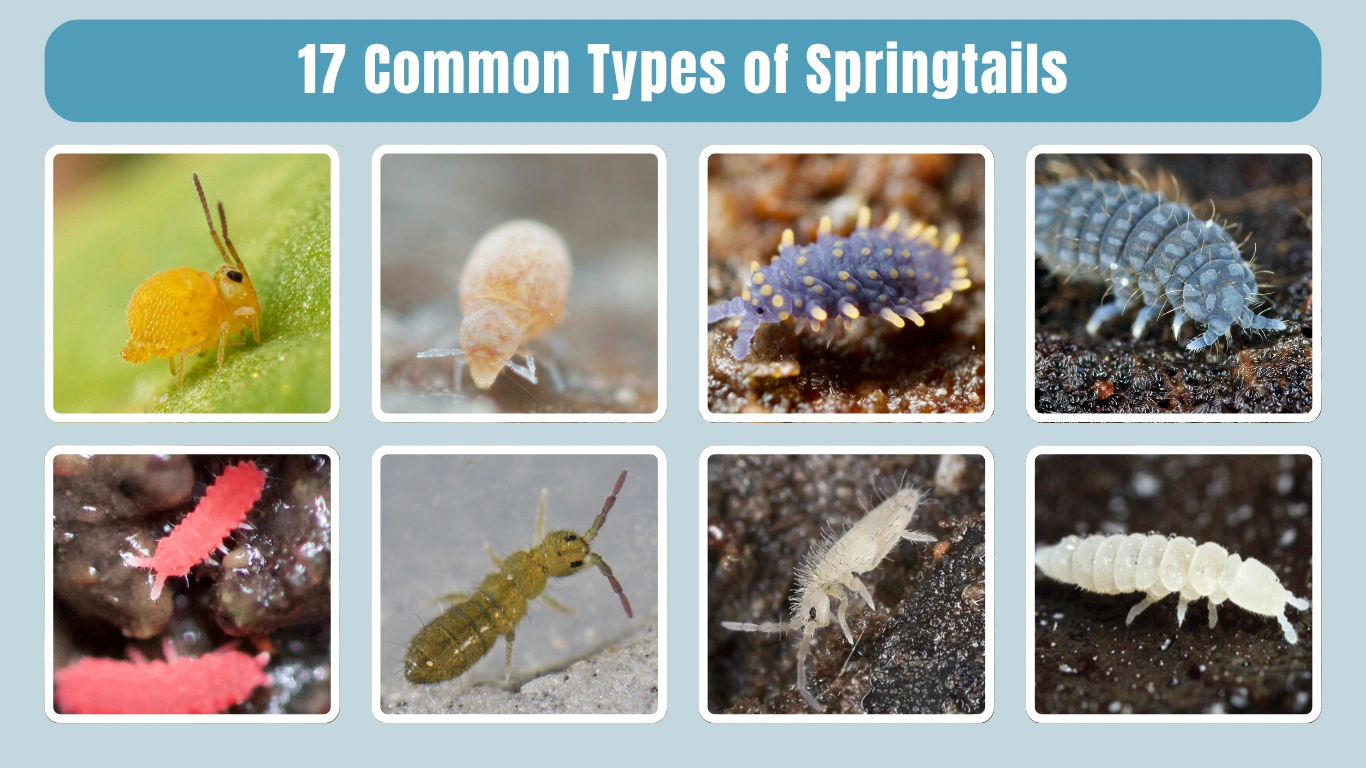 17 Common Types of Springtails Identification With Pictures