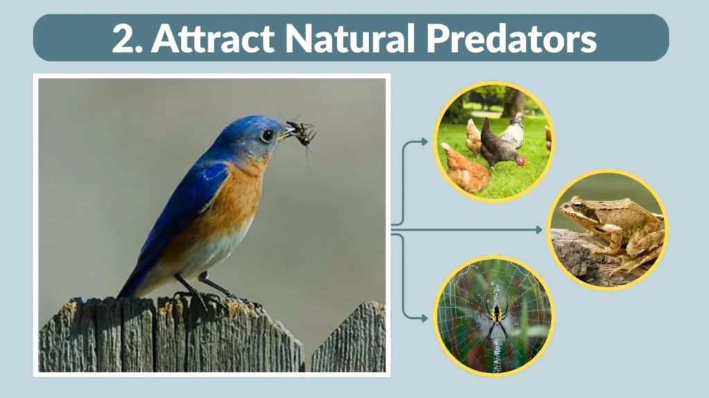 2. Attract Natural Predators
