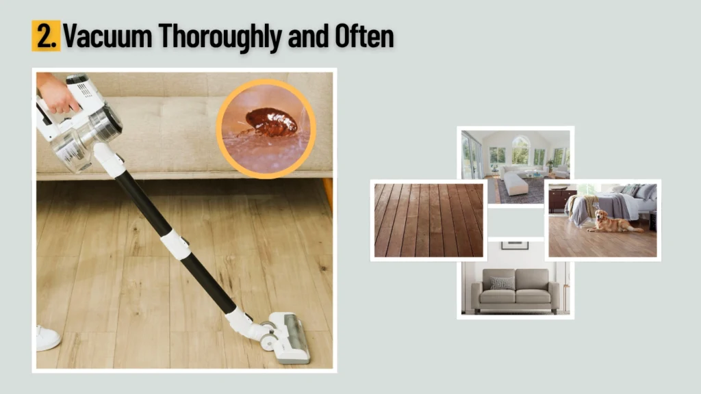 2. Vacuum Thoroughly and Often