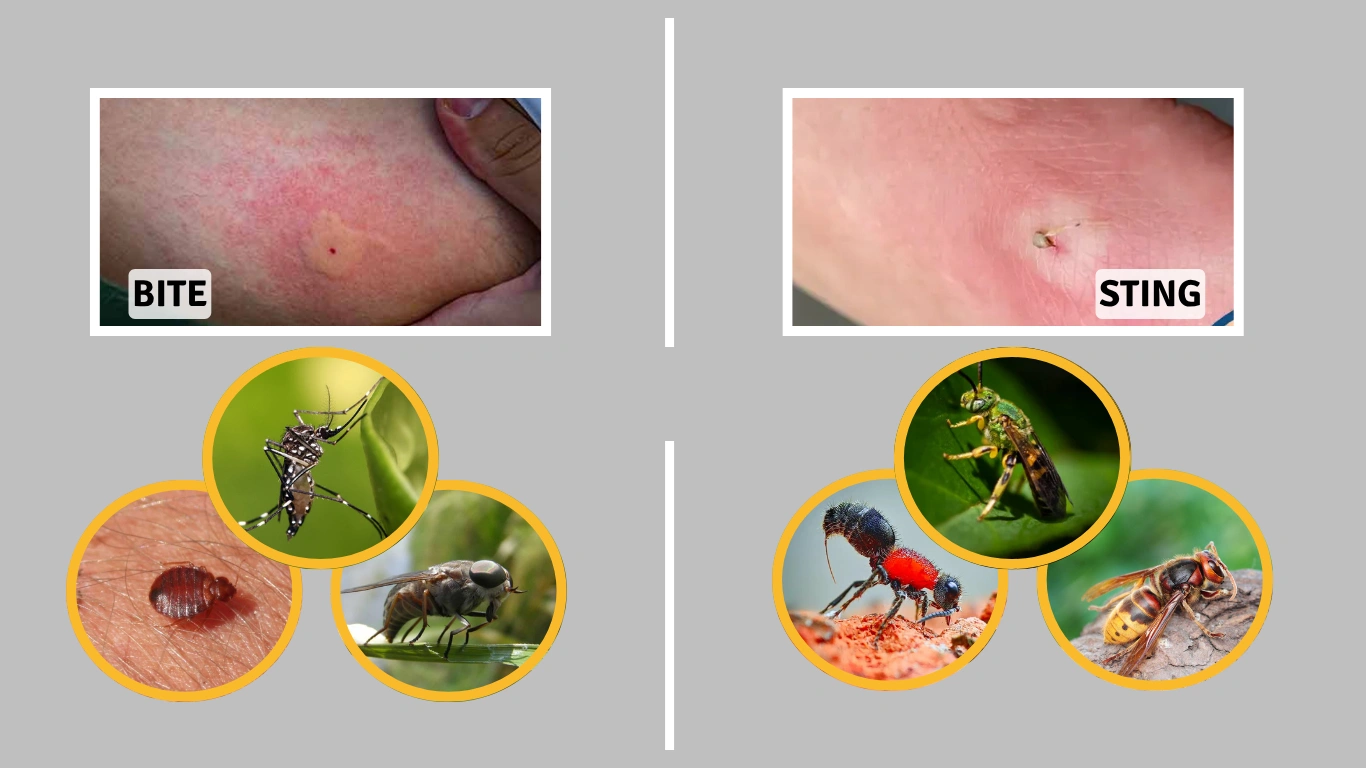 20 Insects That Bite and Sting: Identify the Diferences