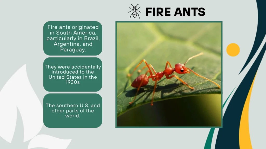 21. Where did fire ants come from