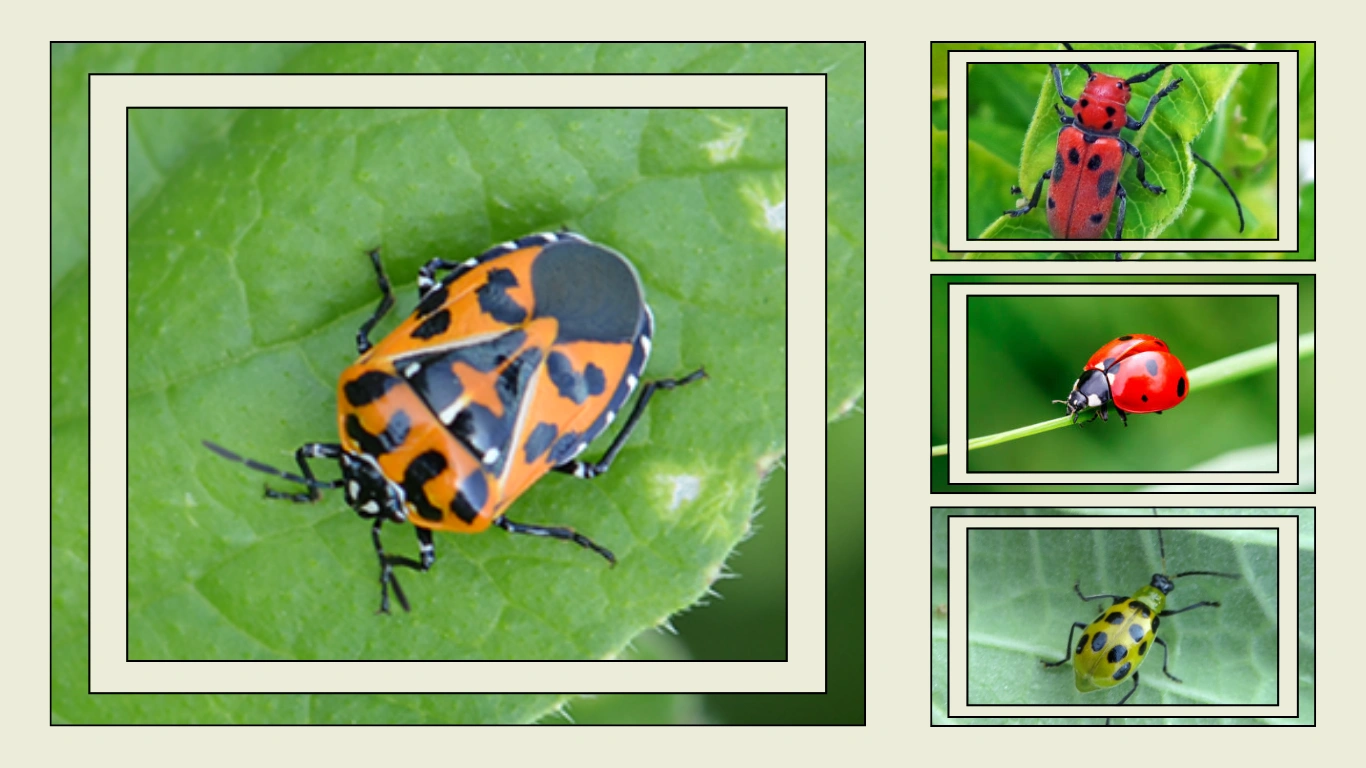23 Black and White Spotted Bugs Identification Guide