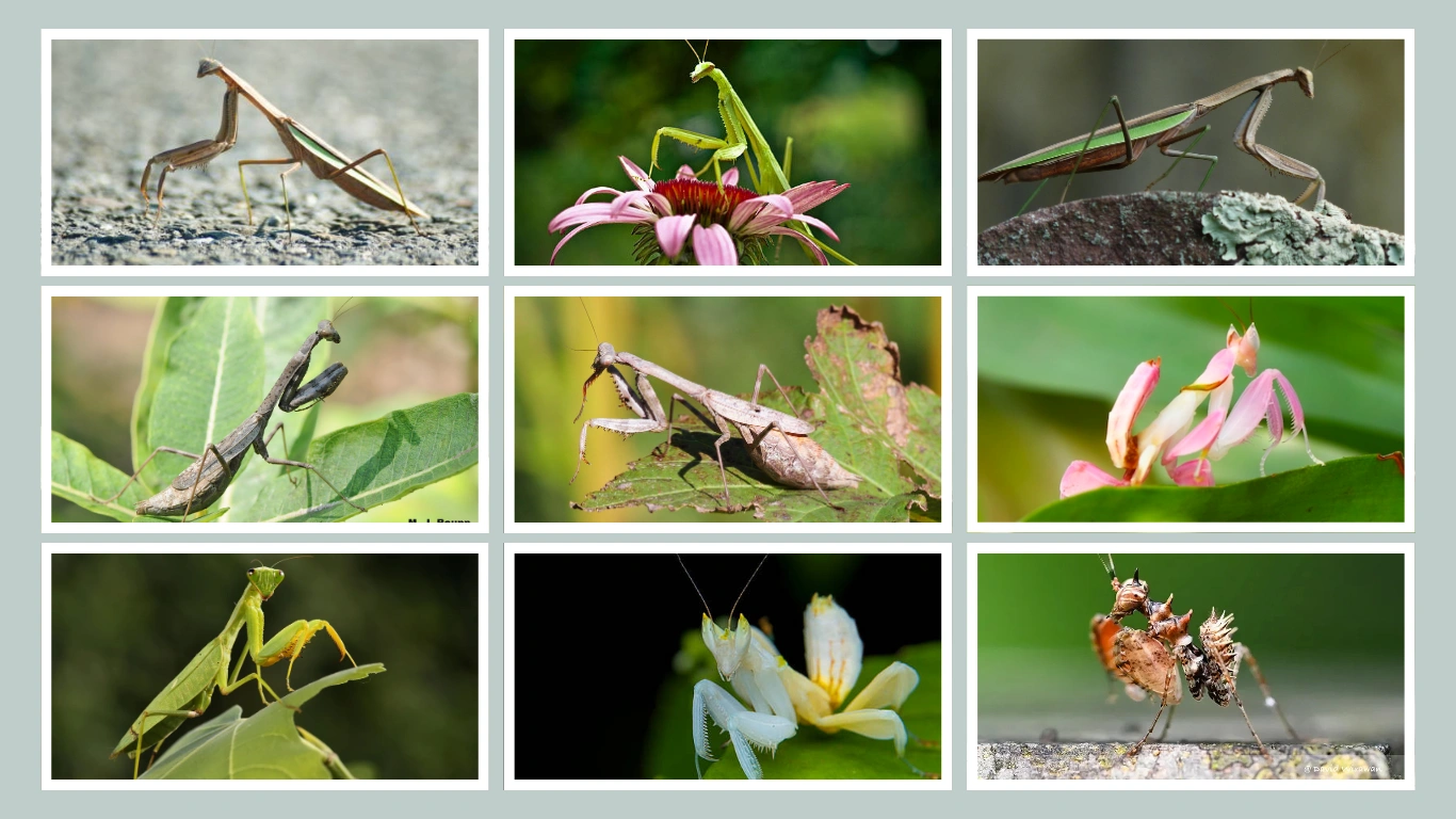 23 Common Types of Mantis Identification with Pictures 