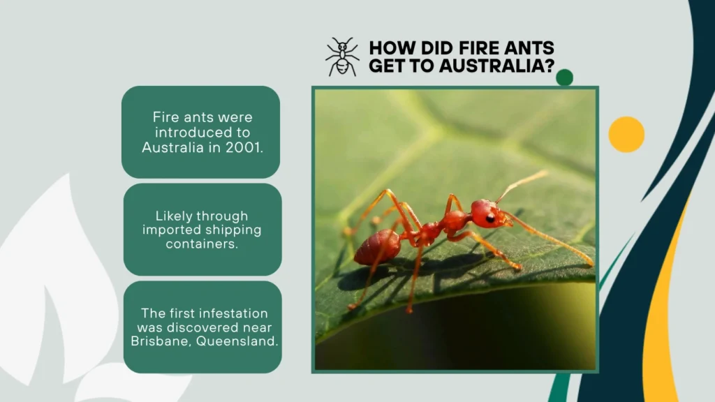 29. How did fire ants get to Australia