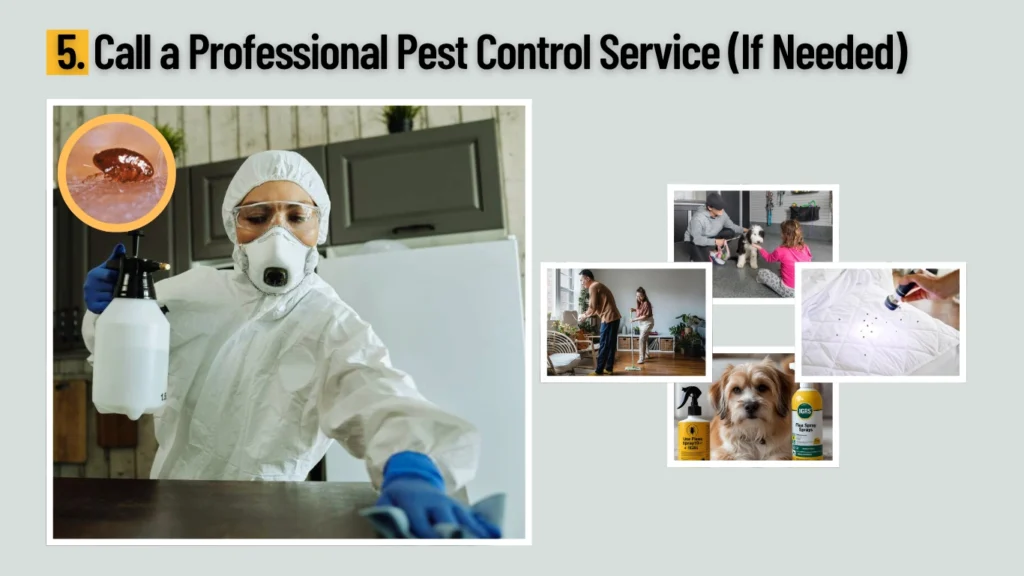5. Call a Professional Pest Control Service (If Needed)