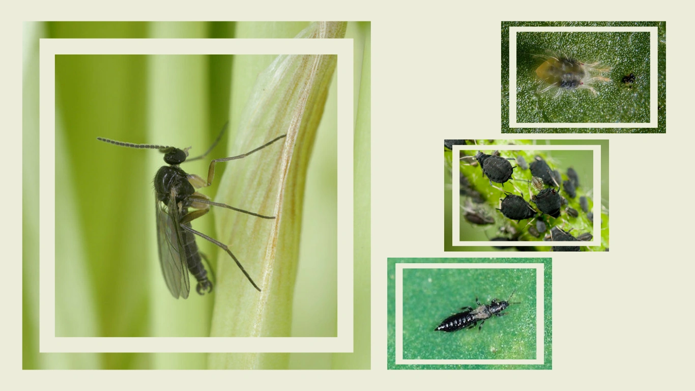 7 Tiny Black Bugs That Look Like Poppy Seeds