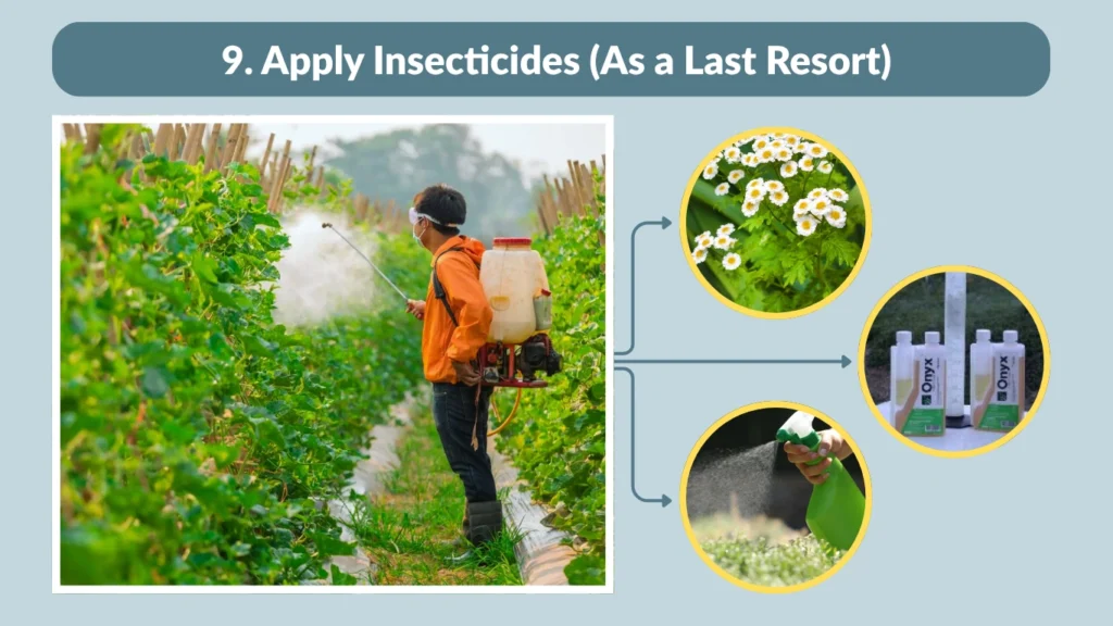 9. Apply Insecticides (As a Last Resort)