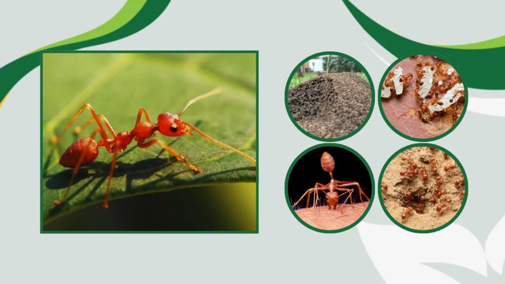 9. What fire ants do