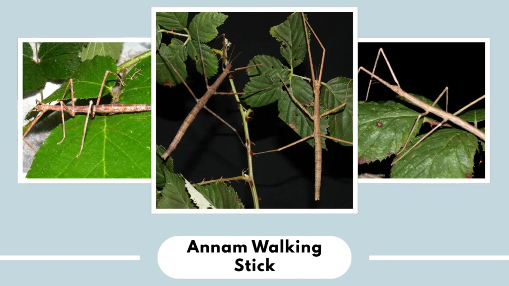 Annam Walking Stick