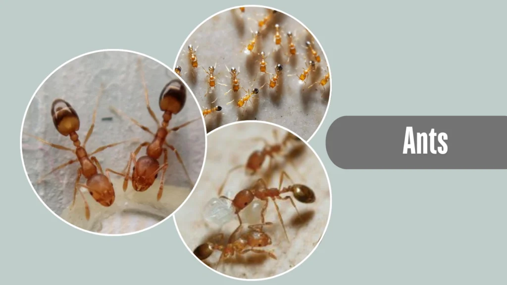 Ants (Sugar Ants  Pharaoh Ants)