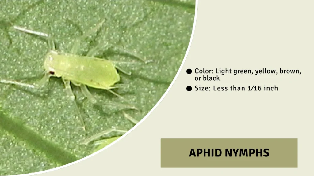 Aphid Nymphs