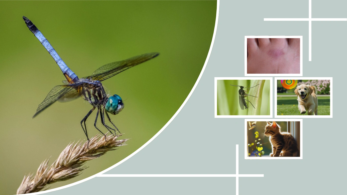 Are Dragonflies Dangerous Everything You Need to Know